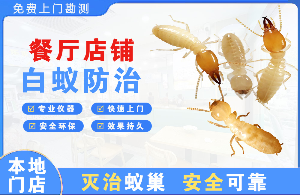 如皋餐厅店铺白蚁防治